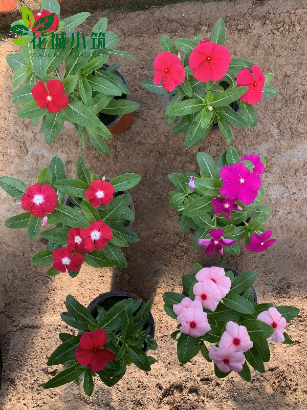 長春花（天天開）